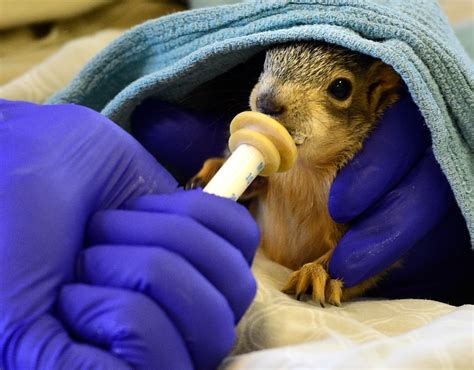 The online daily jigsaw puzzles are very easy to work. . Squirrel rehab near me